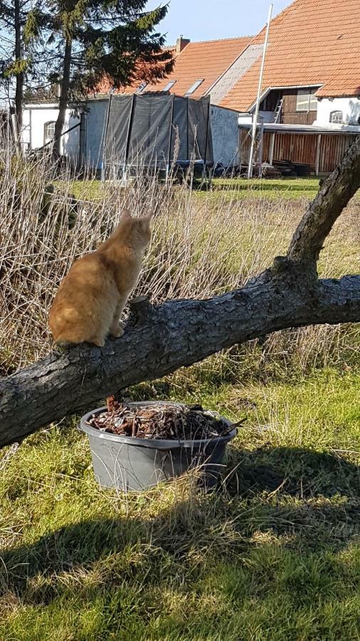 Fewo Am Saalerbodden Bartelshagen  Bagian luar foto